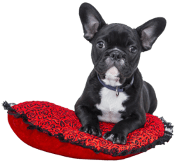 A black French Bulldog puppy sitting on a red cushion with lace detail.