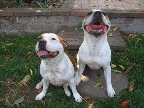 Two American Bulldogs sitting on a stone, happily panting with open mouths, in a garden with fallen leaves and a brick wall behind them