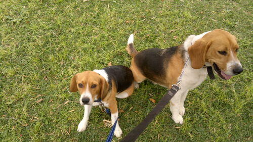 Two beagles on a leash standing on green grass looking to the side