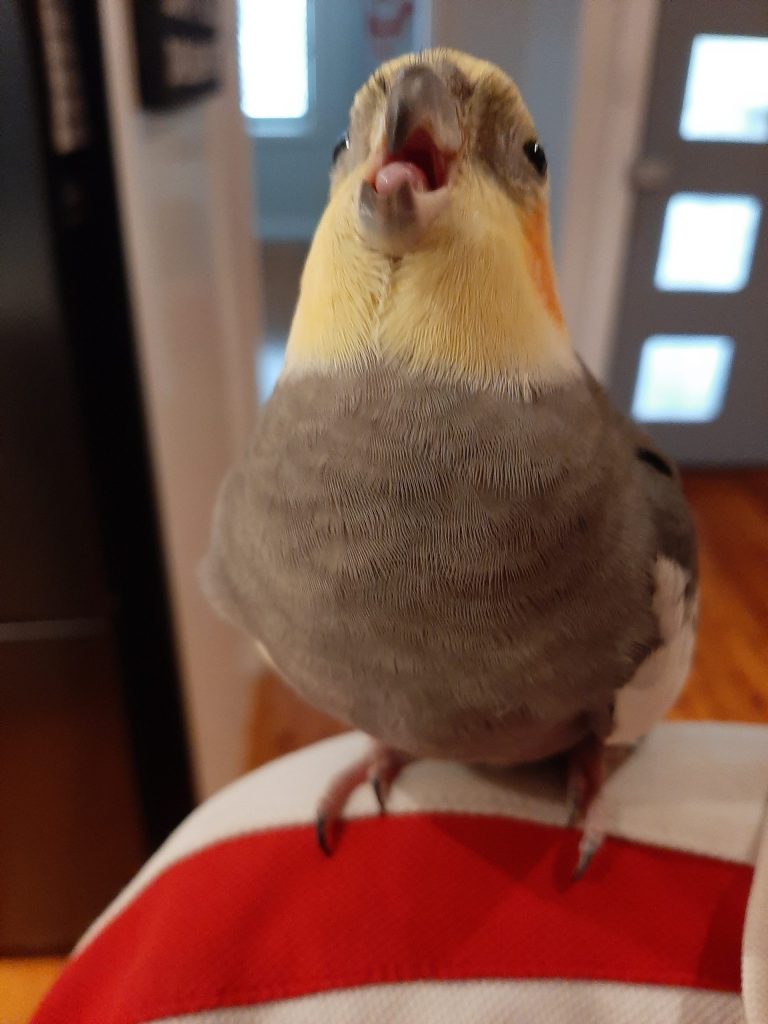 Cockatiel with grey feathers and a yellow face looking at the camera