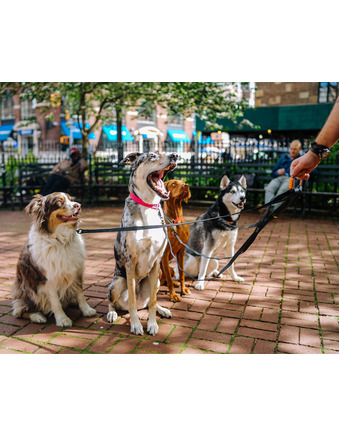 Four attentive dogs of different breeds sitting on a brick path, looking up at a treat held by a person.