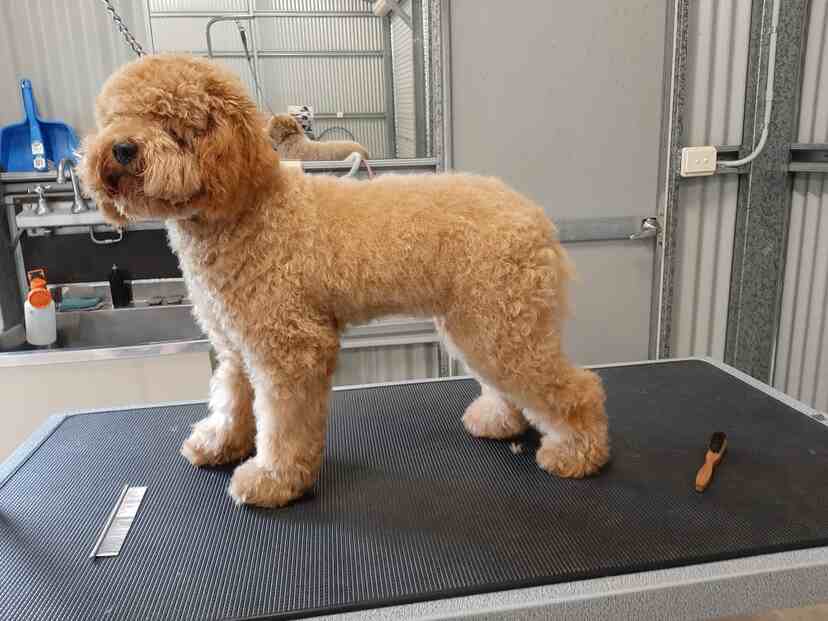 Apricot-colored poodle standing on a grooming table looking attentively before being groomed