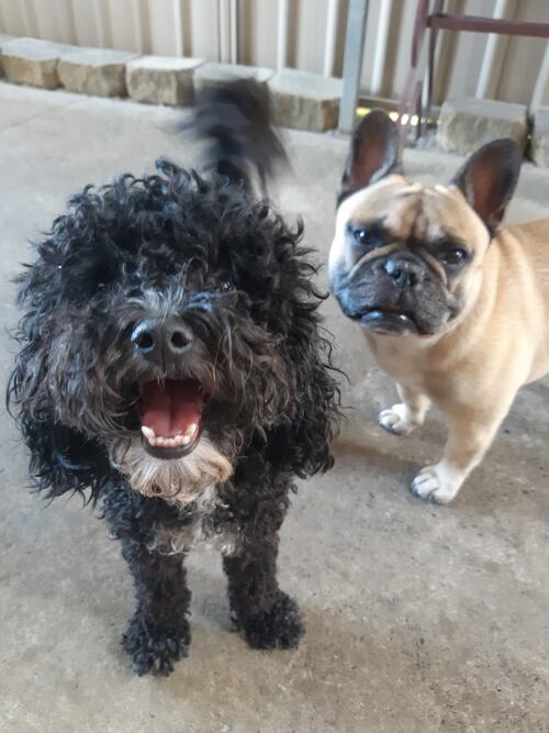 A black curly-haired dog and a fawn French bulldog standing on concrete, looking up.