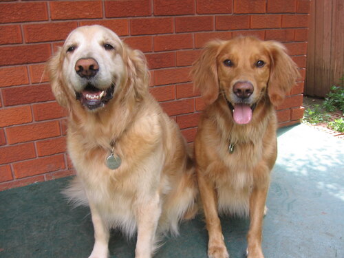 Two Golden Retrievers sitting side by side, one older with a lighter coat and one younger with a darker coat, both smiling with tongues out in front of a brick wall.