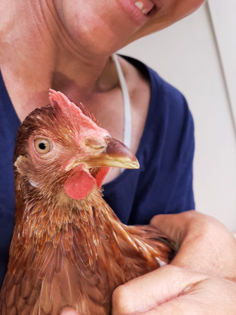 Close-up of a reddish-brown chicken with a person smiling in the background