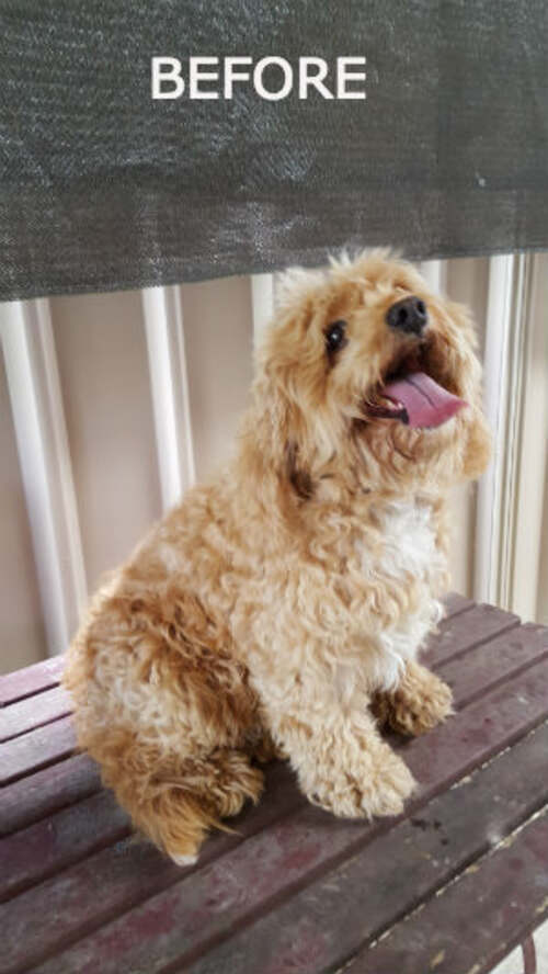 The same Poodle before grooming with a fluffy coat, sitting on a bench