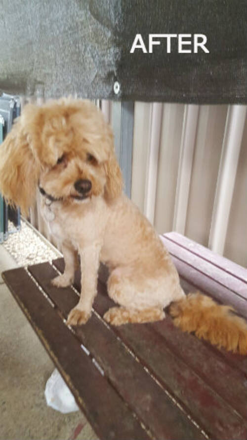 A Poodle with a freshly groomed coat sitting on a bench