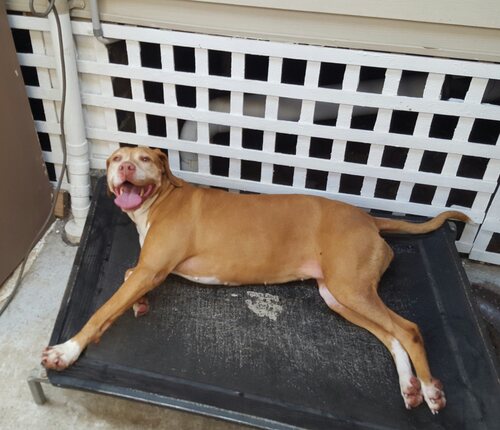 A brown Pit Bull Terrier lying down on a mat, panting lightly.