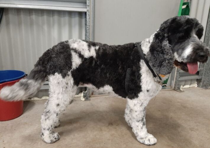 Black and white dog with a spotted coat standing inside a grooming facility
