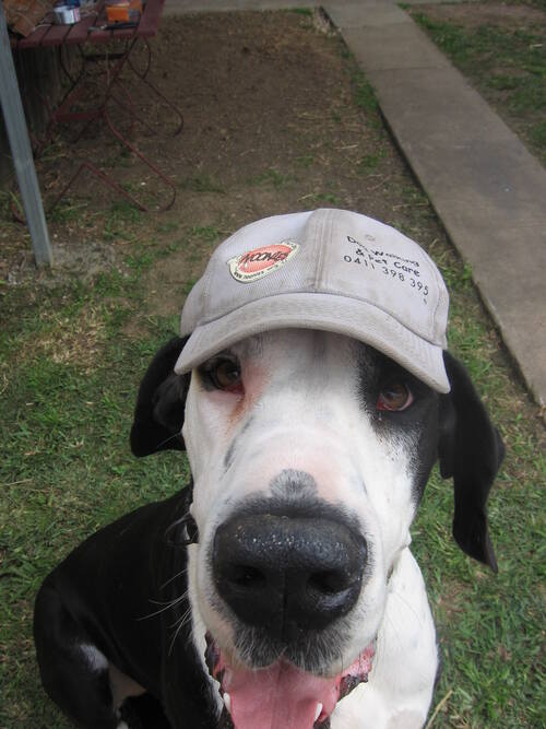 Black and white dog wearing a beige cap with a logo, looking up at the camera.