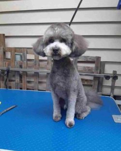 Grey dog with a freshly groomed coat and round head sitting on a blue grooming table