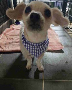 Small dog with a blue and white checkered bandana looking up