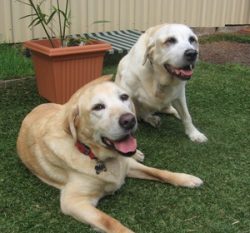 Two relaxed Golden Retrievers lying on grass, with one looking at the camera, in front of a corrugated metal fence with a potted plant nearby.