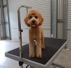 A freshly groomed tan-colored dog with a neat haircut and a red bow standing on a grooming table, looking directly at the camera