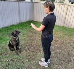 A woman training a brindle dog in a backyard, both facing each other