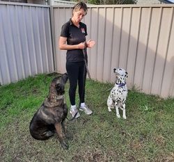 A pet trainer with two dogs, a brindle and a Dalmatian, during a training session in a garden