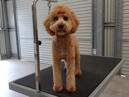 Apricot-colored poodle standing on a grooming table looking attentively after being groomed