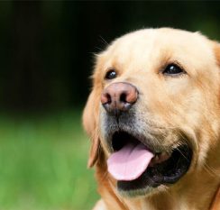 Close-up of a smiling yellow Labrador Retriever with a lush green background, exuding warmth and happiness