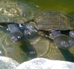 Two curious turtles with black heads peeking out of the water, one partially on a rock, in a sunlit pond